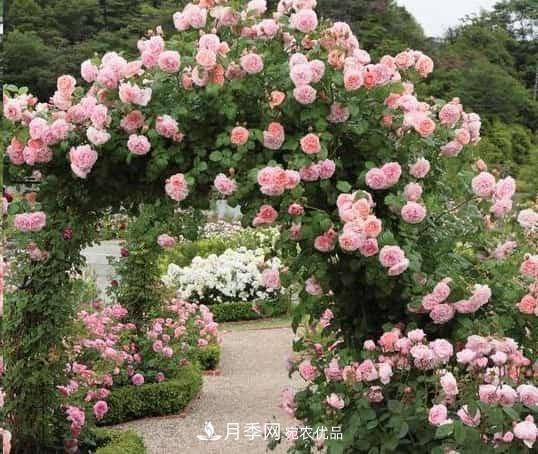 藤本月季牽引技巧！輕松打造月季花墻(圖2)