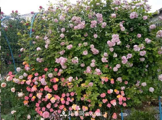 藤本月季牽引技巧！輕松打造月季花墻(圖1)