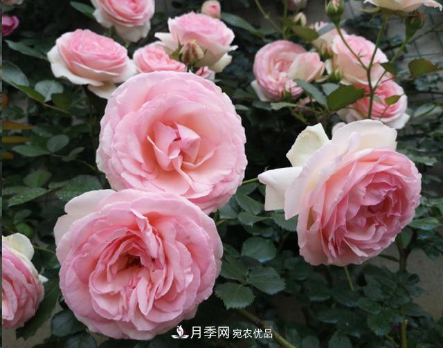 月季入秋養(yǎng)護做到這3點，開花大又多！(圖1)