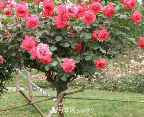 月季花很漂亮，但選購的時候認準這7個方法(圖3)
