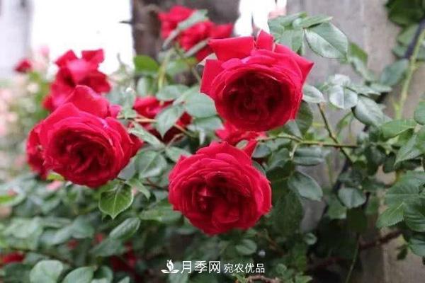玫瑰國度的天使，冬天養(yǎng)月季選它，完美月季花，勤花多花更漂亮(圖2)