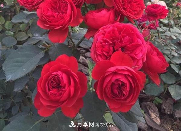 玫瑰國度的天使，冬天養(yǎng)月季選它，完美月季花，勤花多花更漂亮(圖3)