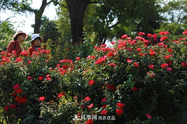 等你來！北京植物園10萬(wàn)余株月季陸續(xù)進(jìn)入花期(圖1)