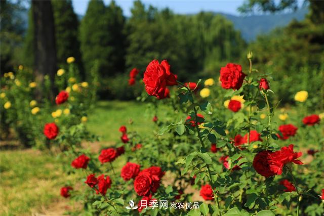 等你來！北京植物園10萬(wàn)余株月季陸續(xù)進(jìn)入花期(圖2)