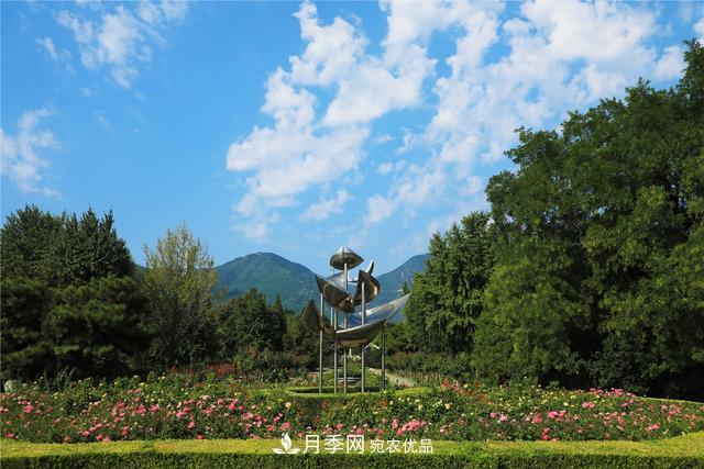 等你來！北京植物園10萬(wàn)余株月季陸續(xù)進(jìn)入花期(圖3)