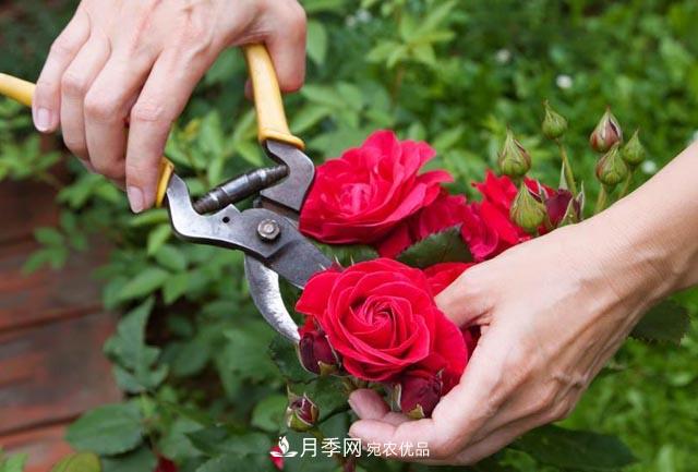南陽月季整枝修剪技術(shù)要點是什么？(圖1)