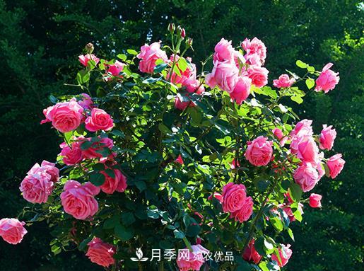 南陽(yáng)月季批發(fā)基地冬季抽條應(yīng)該怎么做？(圖1)