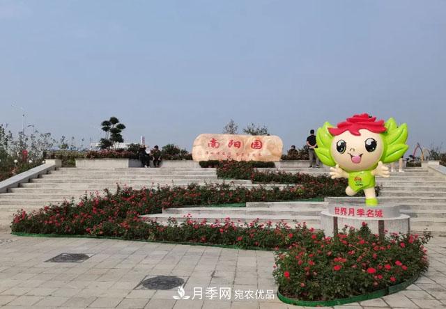 第十屆中國月季展覽會，南陽園和鄭州園亮相(圖2)