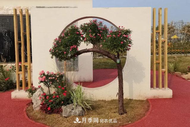 第十屆中國月季展覽會，南陽園和鄭州園亮相(圖3)