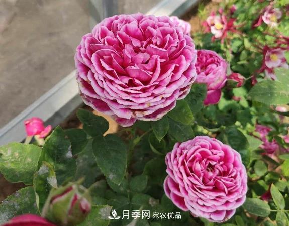 秋季無論地栽還是盆栽月季，一定要多施肥，明年才能花開不停(圖1)
