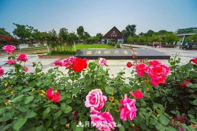 國內首家擲準飛盤賽場，在蘇州盛澤湖月季公園落成(圖1)