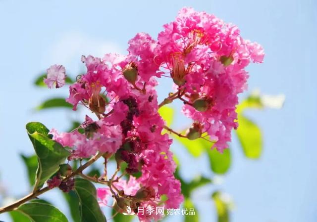 紫薇花木日常管理養(yǎng)護小妙招，型美葉綠花艷，誰看都羨慕(圖1)