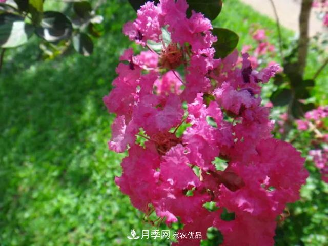 紫薇花木日常管理養(yǎng)護小妙招，型美葉綠花艷，誰看都羨慕(圖2)