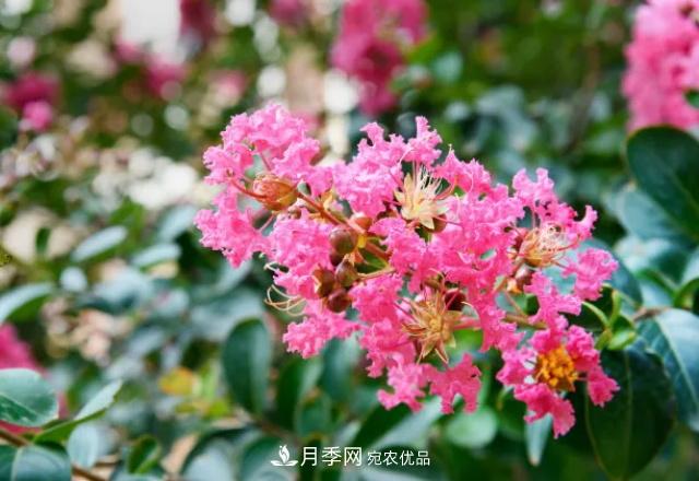 紫薇花木日常管理養(yǎng)護小妙招，型美葉綠花艷，誰看都羨慕(圖3)