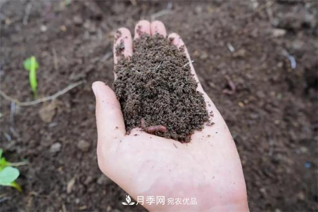 9月又到換盆時，盆里加點“特殊料”，怎么養(yǎng)都爆盆(圖4)