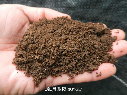 9月又到換盆時，盆里加點“特殊料”，怎么養(yǎng)都爆盆(圖1)