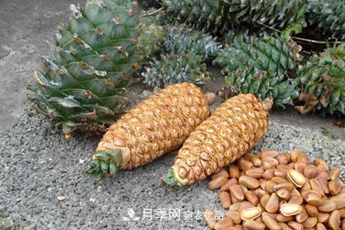 9月又到換盆時，盆里加點“特殊料”，怎么養(yǎng)都爆盆(圖3)