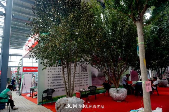 焦“綠”的苗木人，在山東昌邑園林花木會展上收獲了什么(圖4)