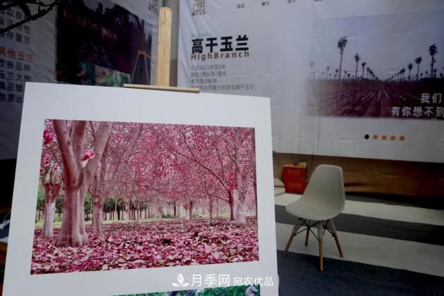 焦“綠”的苗木人，在山東昌邑園林花木會展上收獲了什么(圖2)