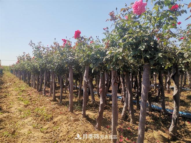 精品樹狀月季，月季樹，月季樹基地批發(fā)價(jià)格(圖3)