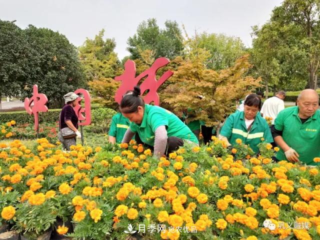 美！6萬(wàn)盆景觀花卉扮靚鄭州鞏義城區(qū)(圖1)