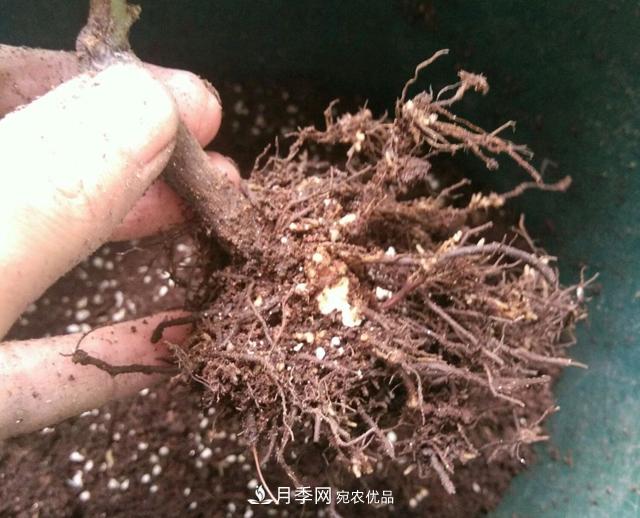 月季花的根系越養(yǎng)越差，難道是因為不會養(yǎng)？(圖1)
