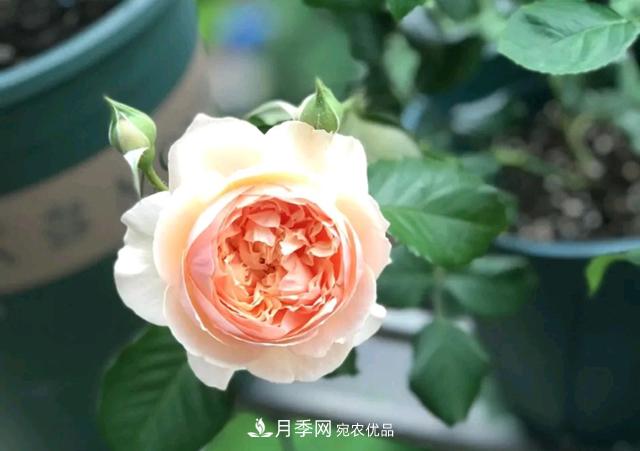 月季花的根系越養(yǎng)越差，難道是因為不會養(yǎng)？(圖2)