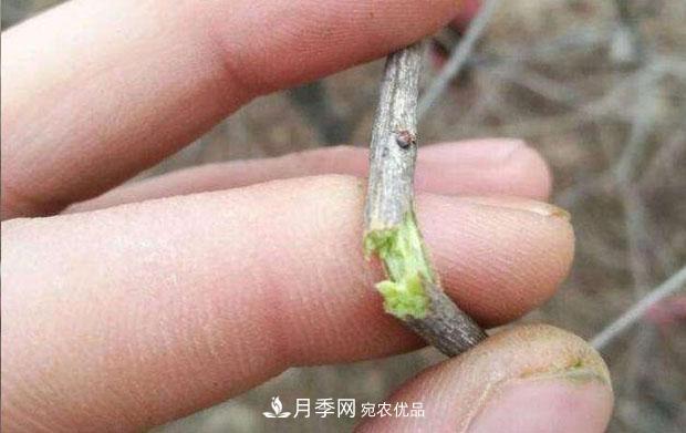 月季枝條折了怎么辦？別急著剪，這么做救回來(圖2)