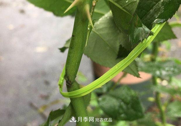 月季枝條折了怎么辦？別急著剪，這么做救回來(圖3)