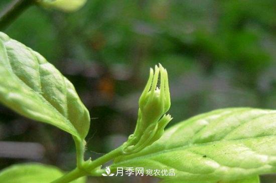 月季葉子卷曲沒有蟲，是什么原因(圖1)