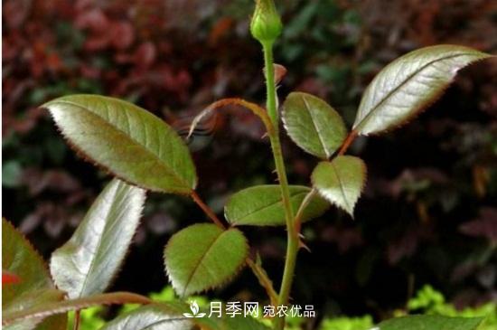 月季葉子卷曲沒有蟲，是什么原因(圖3)