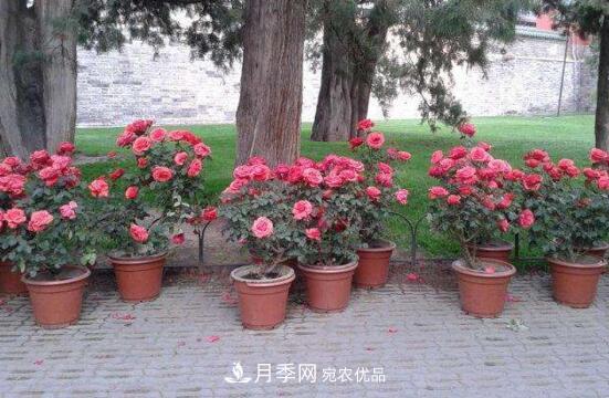新買的月季花怎么盆栽，4個(gè)步驟養(yǎng)出嬌嫩美艷的月季花(圖2)