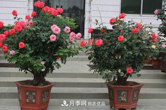 新買的月季花怎么盆栽，4個(gè)步驟養(yǎng)出嬌嫩美艷的月季花(圖1)