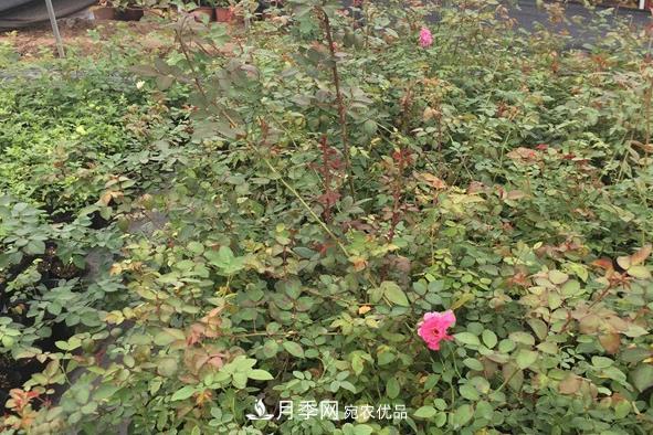 南陽(yáng)月季小苗的價(jià)格是多少呢？(圖1)