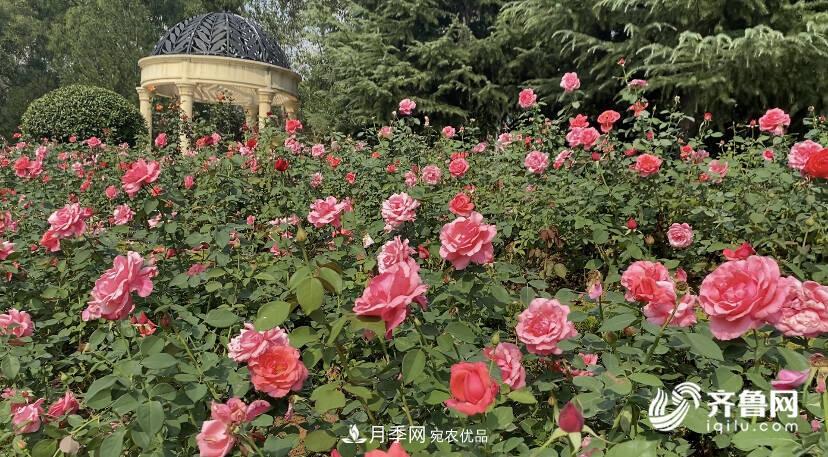 山東濟(jì)南網(wǎng)紅打卡地！帶您看姹紫嫣紅的月季花海(圖1)