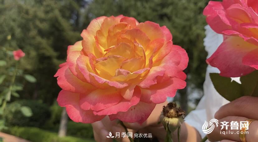 山東濟(jì)南網(wǎng)紅打卡地！帶您看姹紫嫣紅的月季花海(圖2)