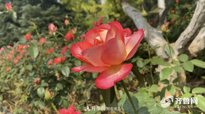 山東濟(jì)南網(wǎng)紅打卡地！帶您看姹紫嫣紅的月季花海(圖4)