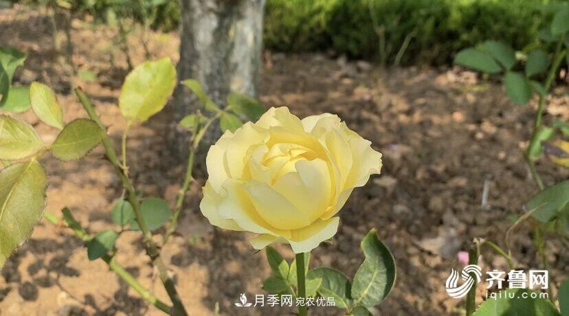 山東濟(jì)南網(wǎng)紅打卡地！帶您看姹紫嫣紅的月季花海(圖5)