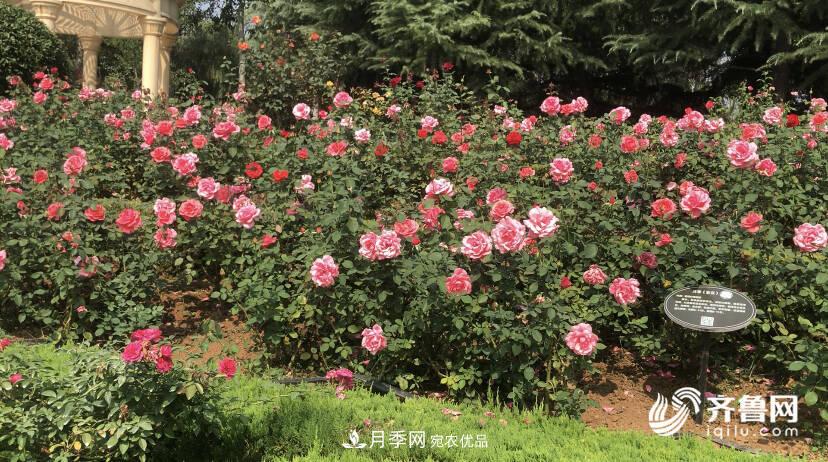 山東濟(jì)南網(wǎng)紅打卡地！帶您看姹紫嫣紅的月季花海(圖6)