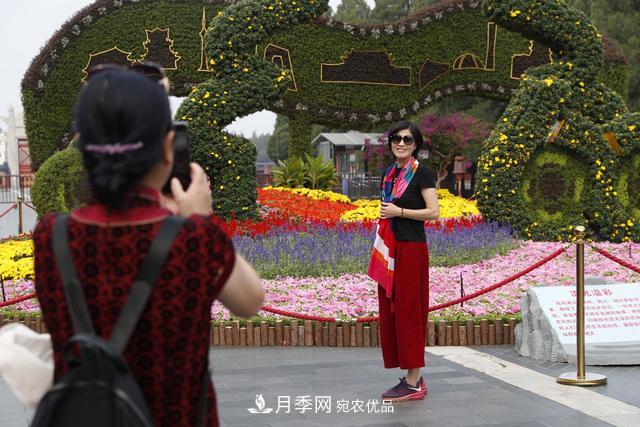北京天壇公園國慶花壇亮相，萬株月季節(jié)日迎客(圖1)