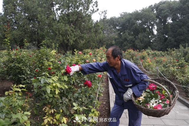 北京天壇公園國慶花壇亮相，萬株月季節(jié)日迎客(圖2)