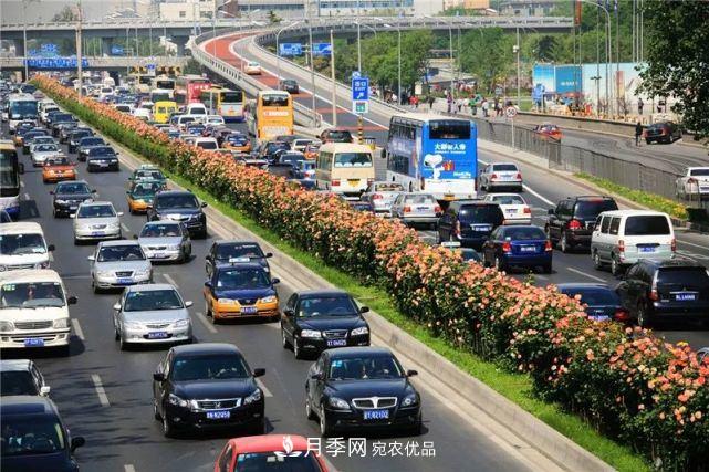 中國從月季大國走向月季強國還需邁過幾道坎(圖2)