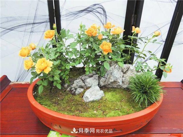 中國從月季大國走向月季強國還需邁過幾道坎(圖3)