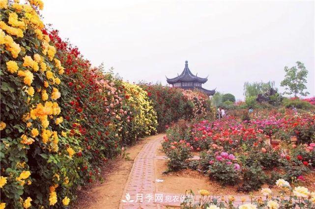 中國從月季大國走向月季強國還需邁過幾道坎(圖4)