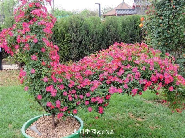 中國從月季大國走向月季強國還需邁過幾道坎(圖6)