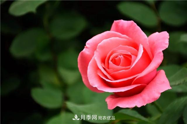 月季之都，陜西韓城市打造月季花海文化名城(相冊)(圖2)