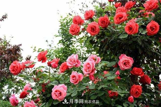 月季之都，陜西韓城市打造月季花海文化名城(相冊)(圖5)