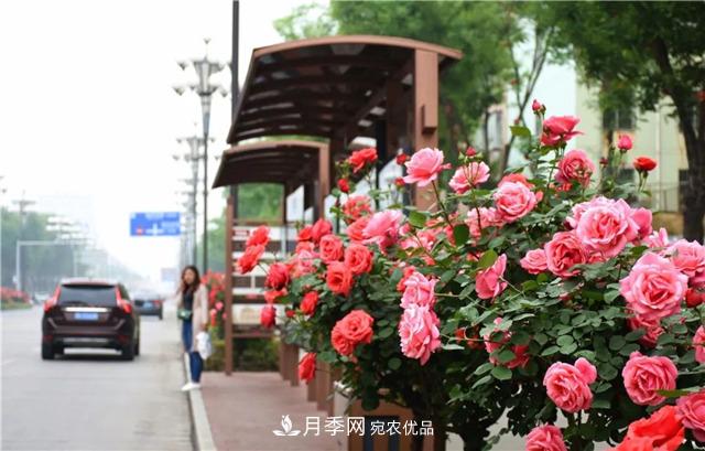 月季之都，陜西韓城市打造月季花海文化名城(相冊)(圖3)