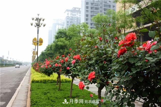 月季之都，陜西韓城市打造月季花海文化名城(相冊)(圖4)