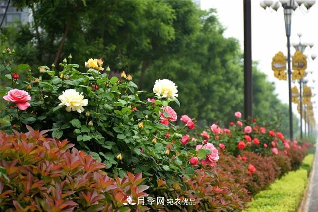 月季之都，陜西韓城市打造月季花海文化名城(相冊)(圖8)